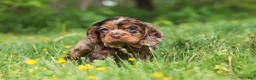Cocker Spaniel dogs for sale: Blair - Ad 4