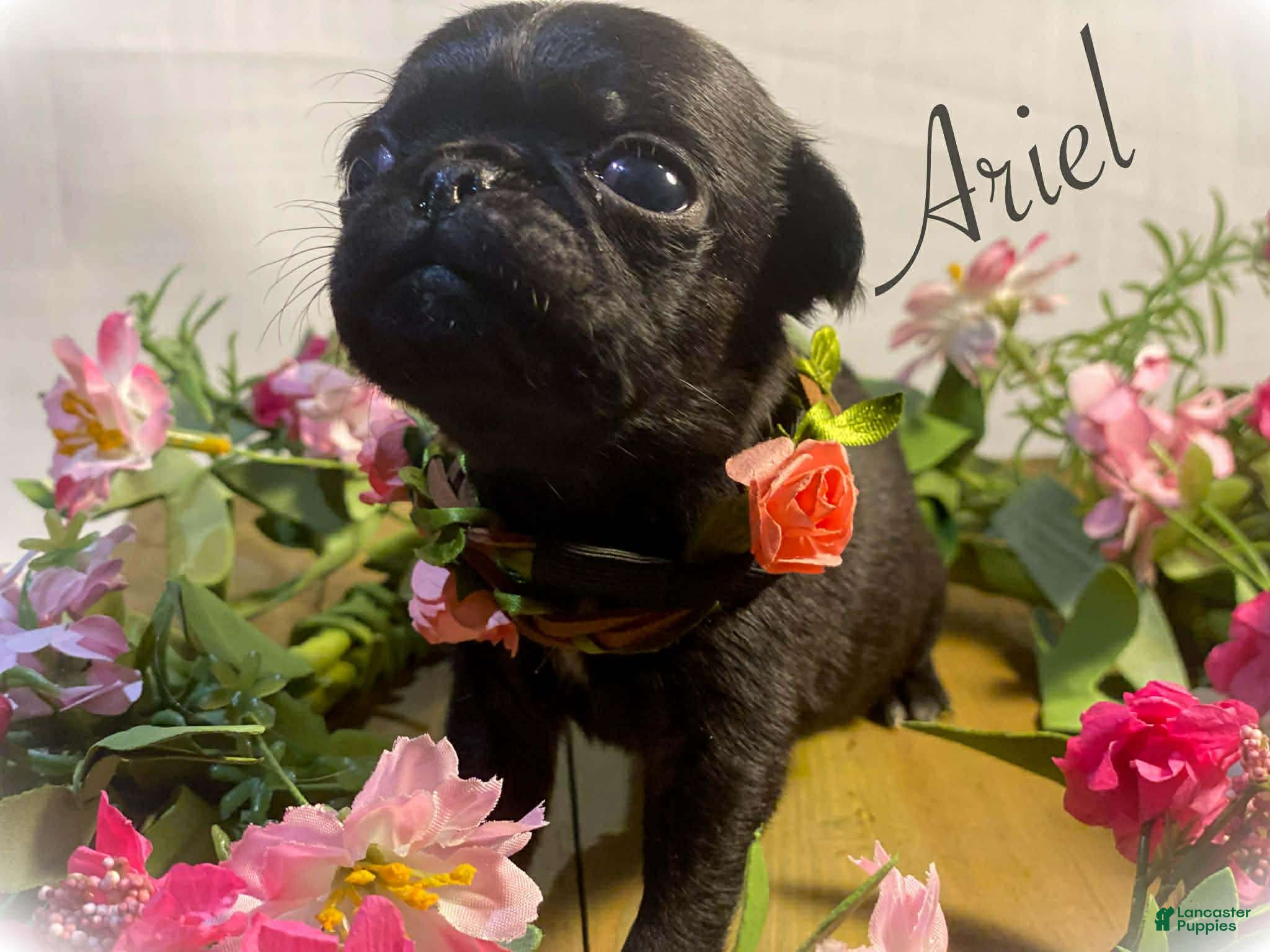 Pug dogs Ariel - Ad 6