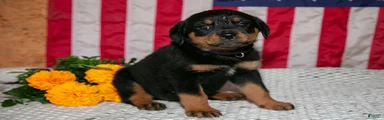 Trudy