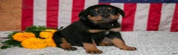 Rottweiler dogs for sale: Trudy - Ad 1