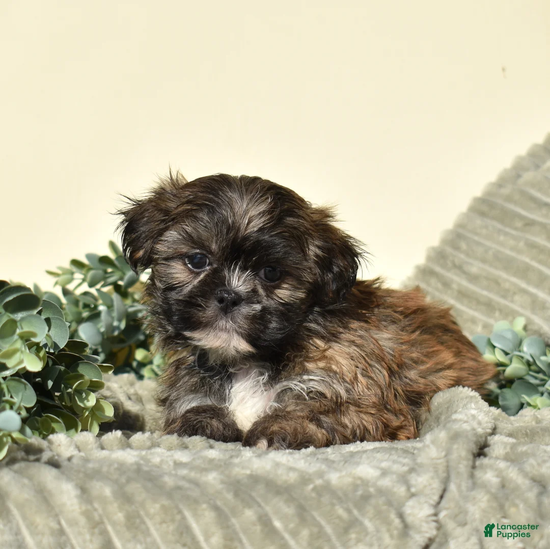 Shih Tzu dogs for sale: Bently - Ad 3