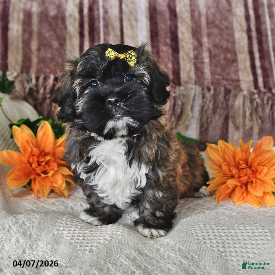 Teddy Bear dogs Barney - Ad 1