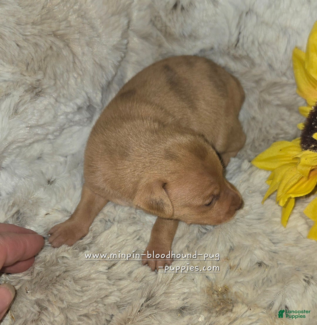 Miniature Pinscher dogs for sale: Dylan, stag chocolate merle - Ad 5