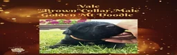 Mixed Breed dogs for sale: ⭐ Vale — Brown Collar • Male • Golden Mt Doodle - Ad 2