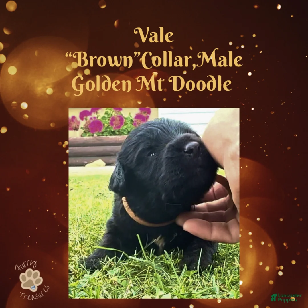 Mixed Breed dogs for sale: ⭐ Vale — Brown Collar • Male • Golden Mt Doodle - Ad 2