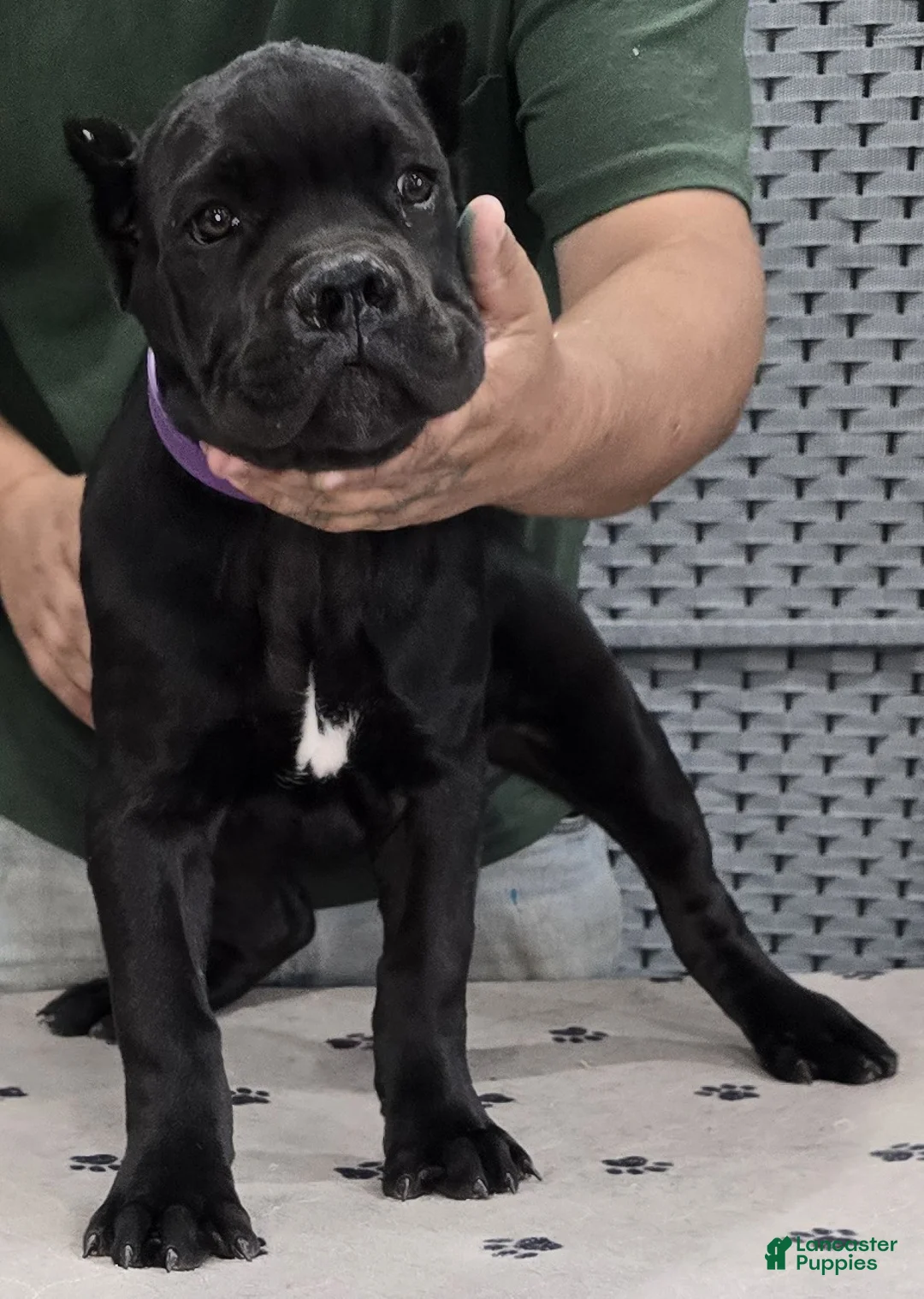 Cane Corso dogs for sale: Purple Girl - Ad 1