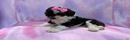 Cockapoo dogs for sale: Fern - Ad 7
