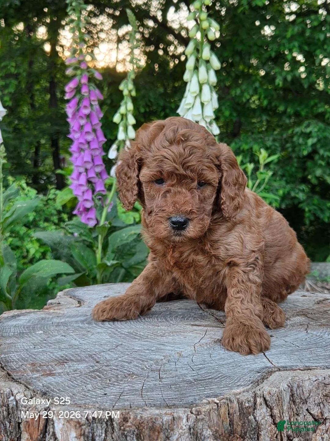 Mini Goldendoodle dogs for sale: Ginger  - Ad 2