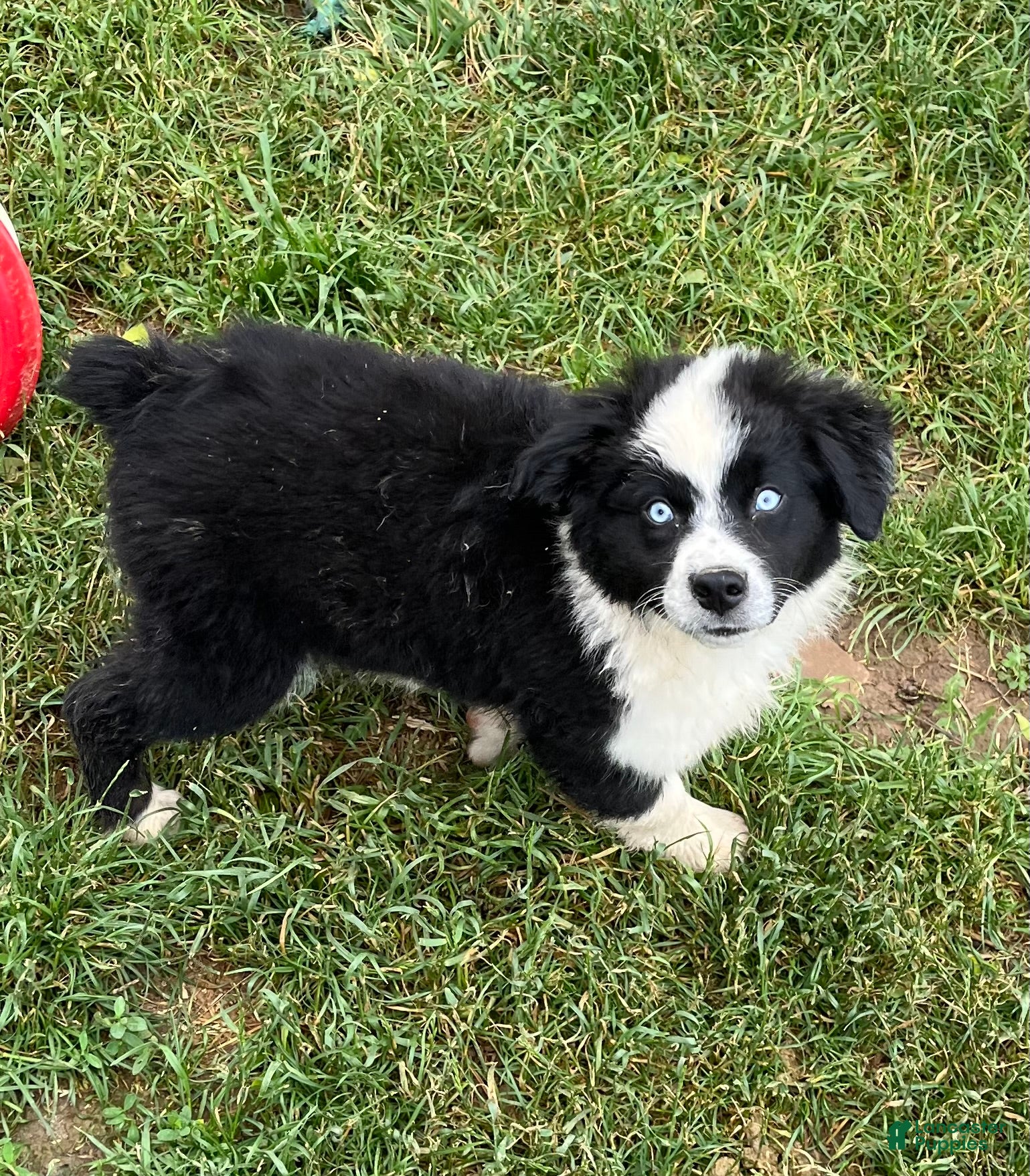 Australian Shepherd dogs Australian Shepherd Puppy 2 - Ad 2
