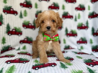 Cavapoo dogs Timber - Ad 16