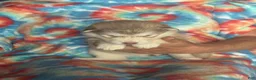 Alaskan Malamute dogs for sale: Alaskan Malamute 5 - Ad 4