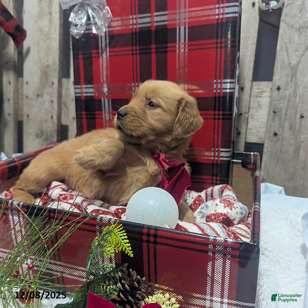 Golden Retriever dogs for sale: Hope - Ad 5