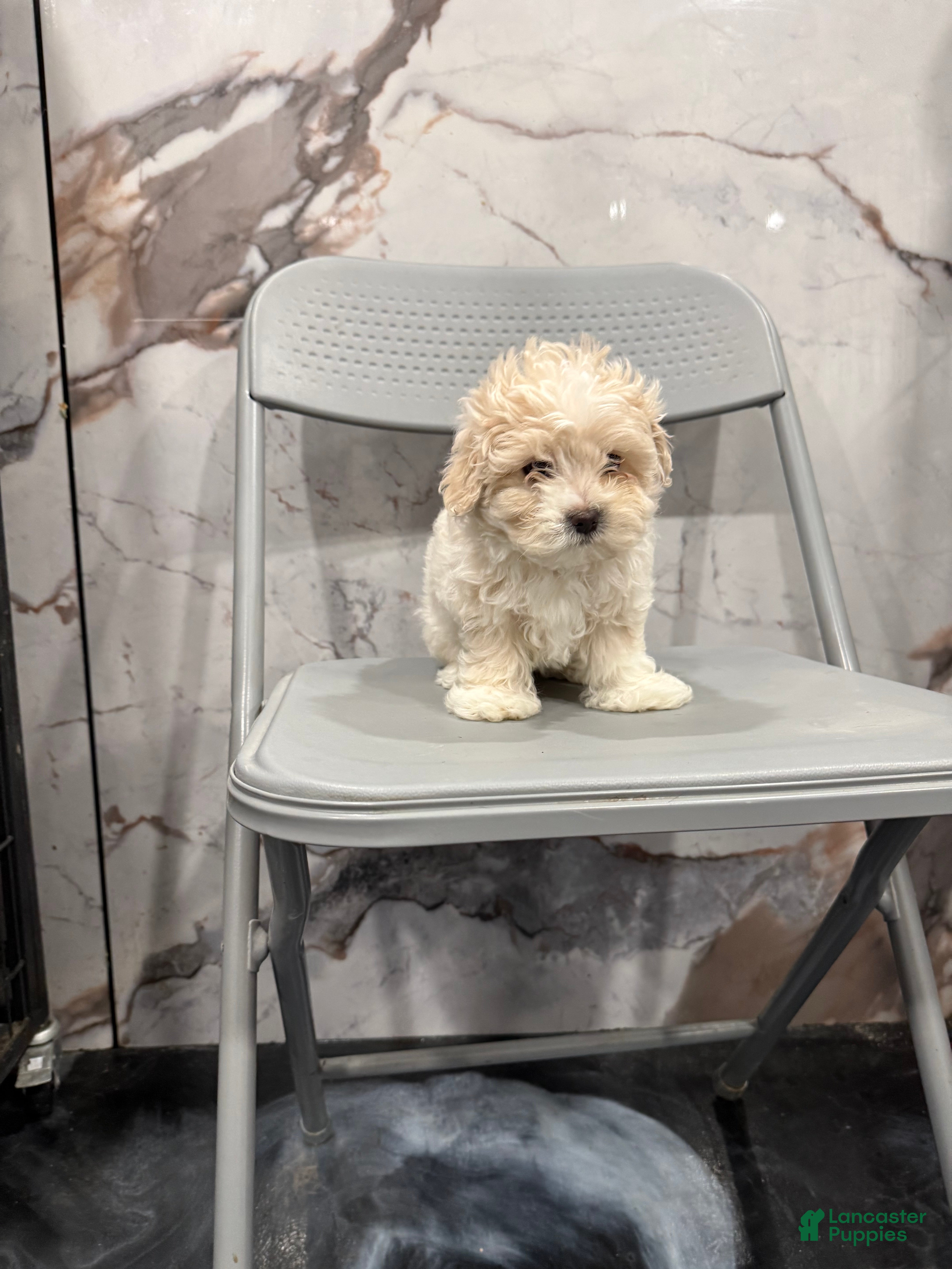 Malshi dogs Malshi Puppy 1 - Ad 1