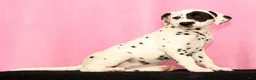 Dalmatian dogs for sale: Jane - Ad 4