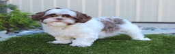 Shih Tzu dogs for sale: Ivy - Ad 6
