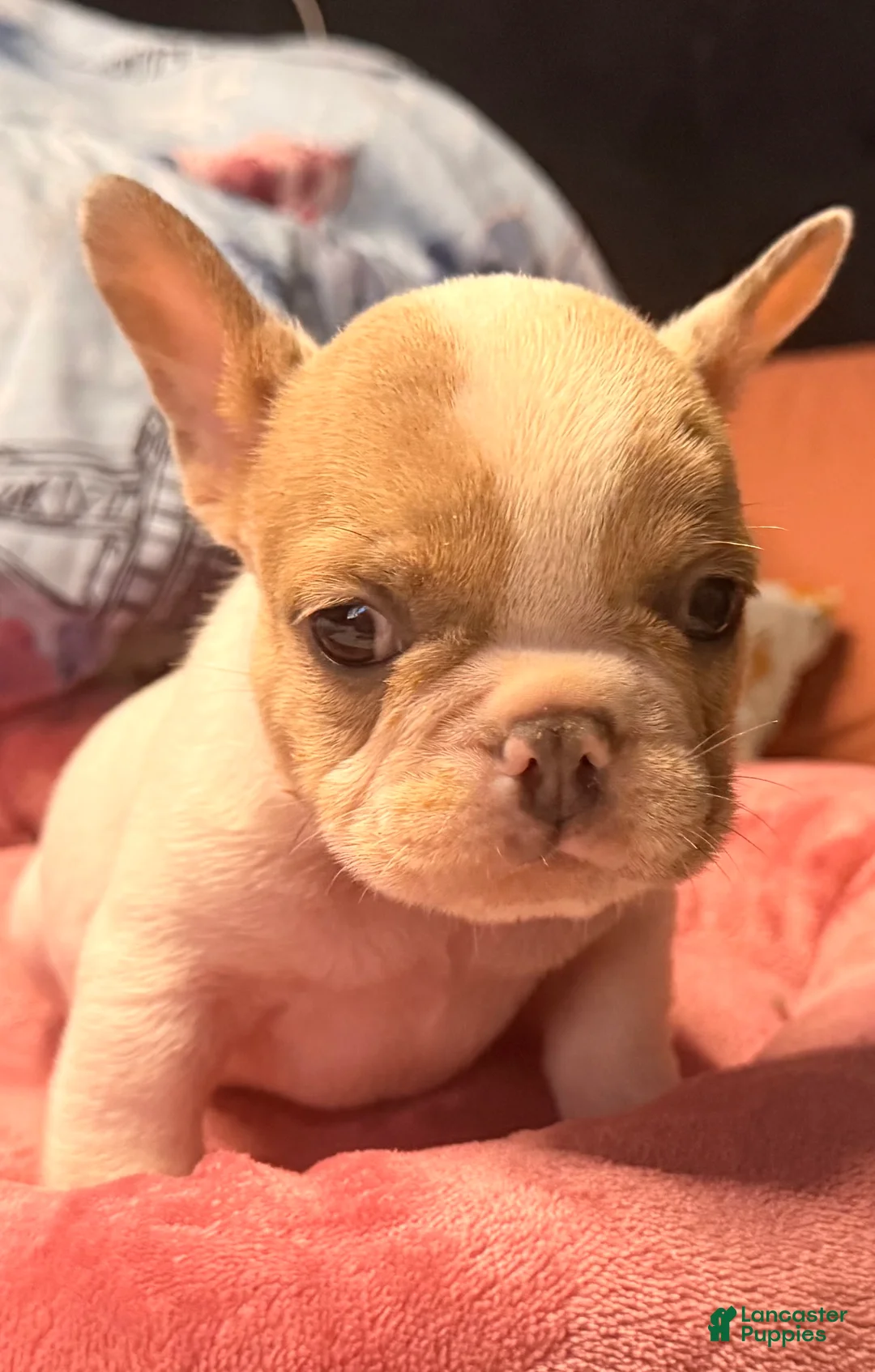French Bulldog dogs for sale: Bento - Ad 2