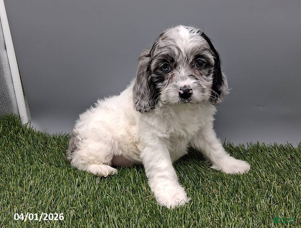 Cockapoo dogs Trixie - Ad 1