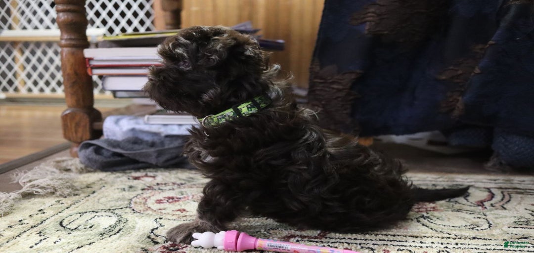 Gallery Image {{count}}