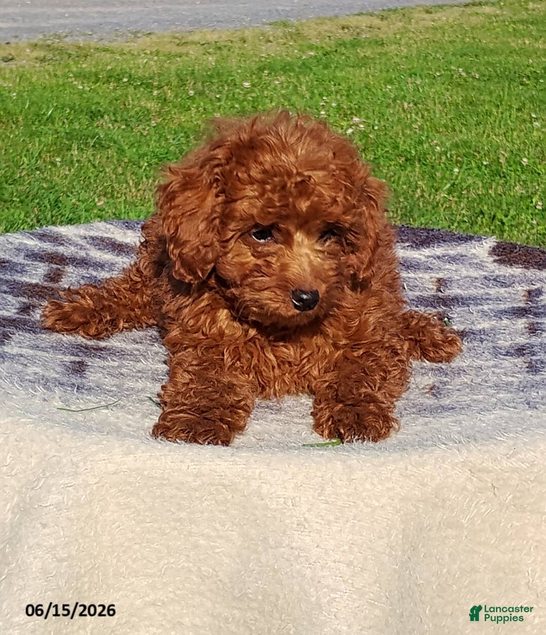 Irish Doodle dogs Jaxson - Ad 1