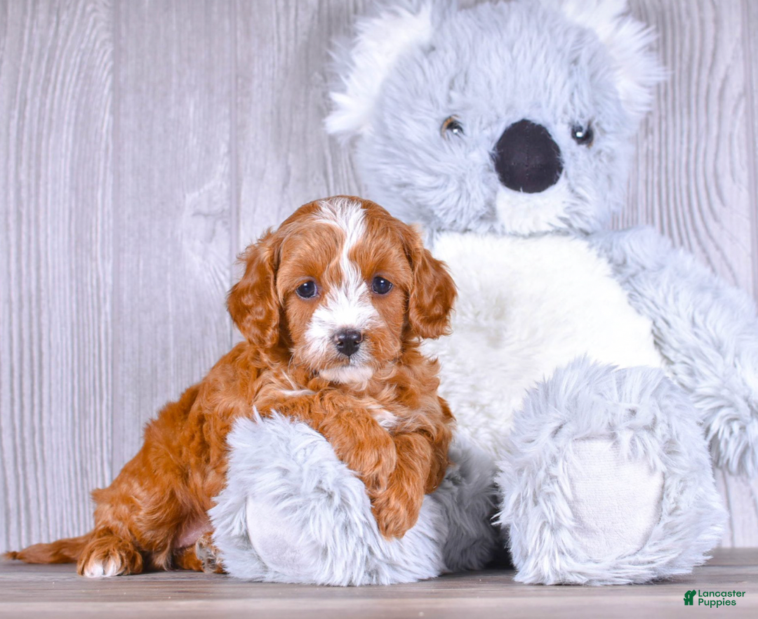 Cavapoo dogs for sale: Tessa - Ad 2