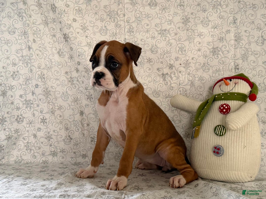 Boxer dogs for sale: Shelby - Ad 5