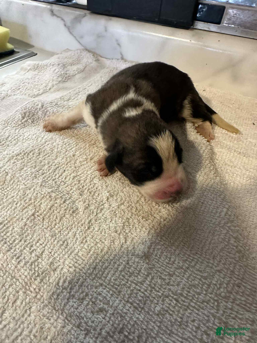 Saint Bernard dogs for sale: Puppy 3 - Ad 11