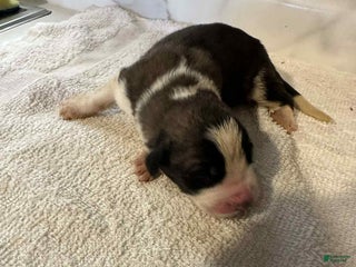 Saint Bernard dogs - Ad 28