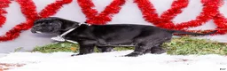 Great Dane dogs for sale: Carol - Ad 10