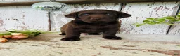 Labrador Retriever dogs for sale: Timmy  - Ad 8