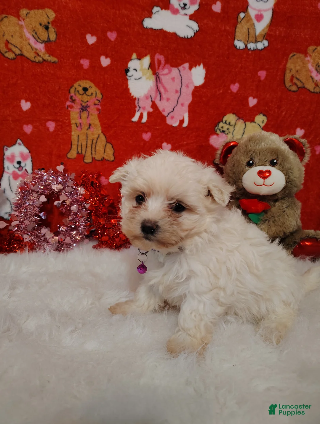 Maltese dogs for sale: June - purple - Ad 2
