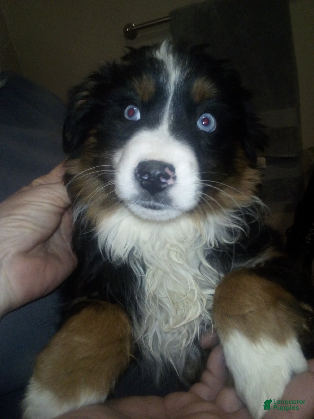 Miniature Australian Shepherd dogs for sale: Katie - Ad 1