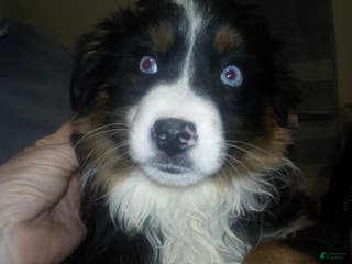 Miniature Australian Shepherd dogs Katie - Ad 11