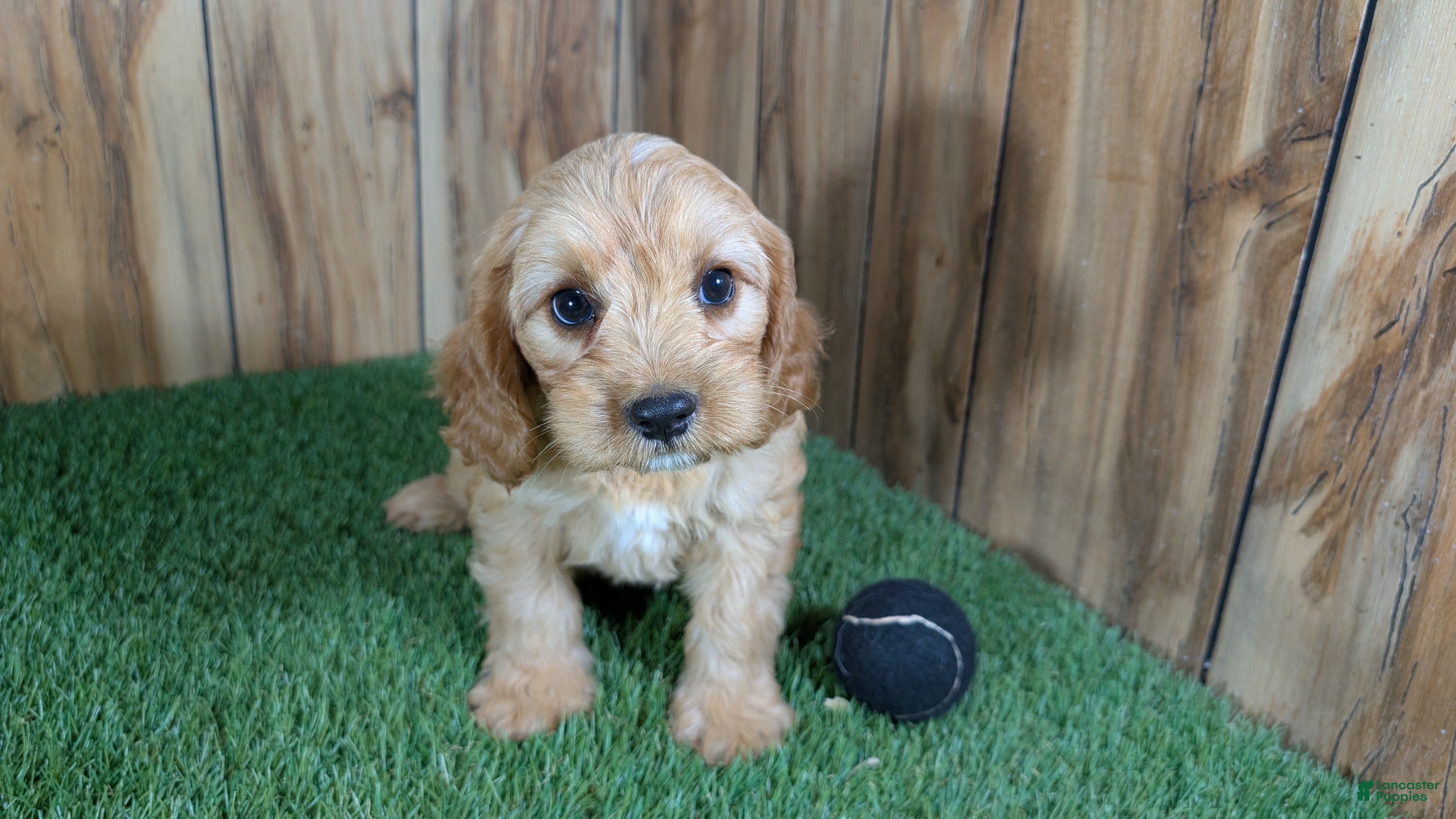 Cavapoo dogs Jazzy Boy 4 - Ad 1
