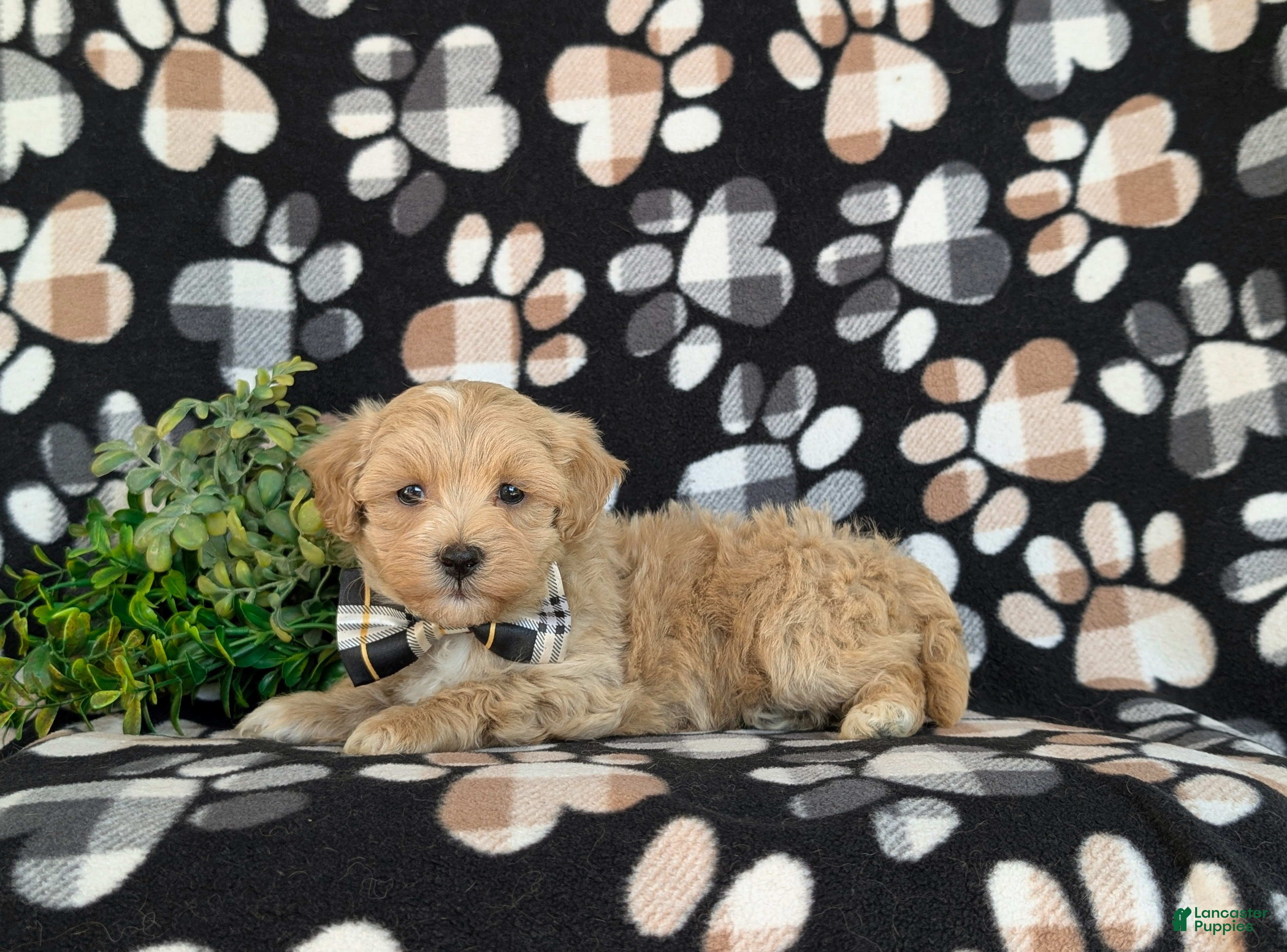 Maltipoo dogs for sale: Osborne - Ad 4