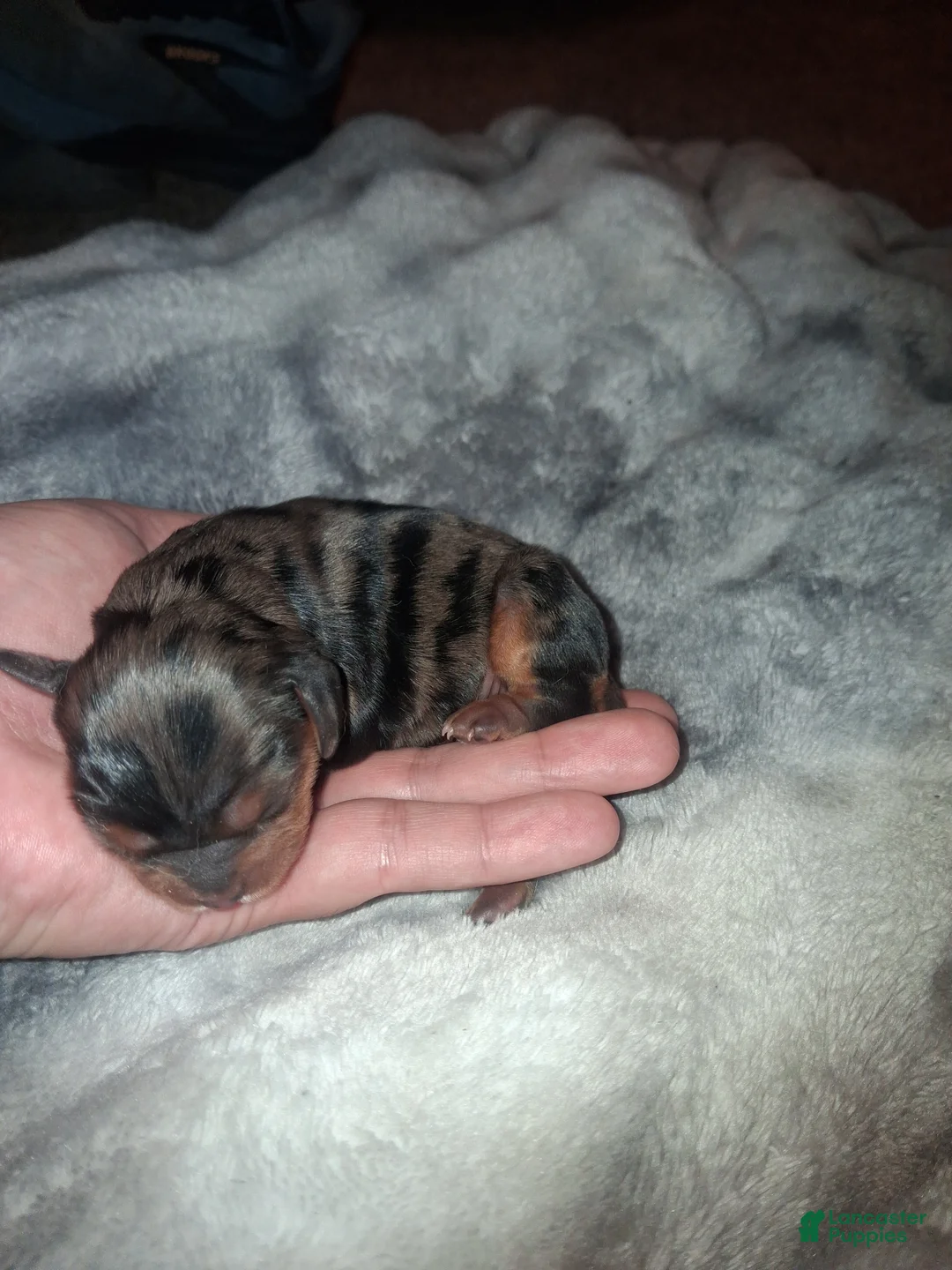 Cavalier King Charles Spaniel dogs for sale: Jenna - Ad 1