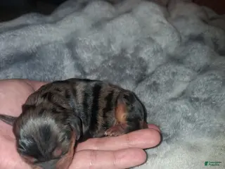 Cavalier King Charles Spaniel dogs Jenna - Ad 6