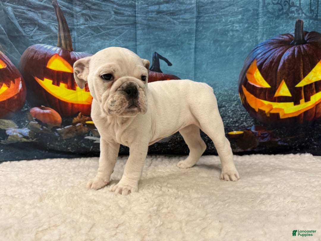 English Bulldog dogs for sale: Mayo - Ad 3