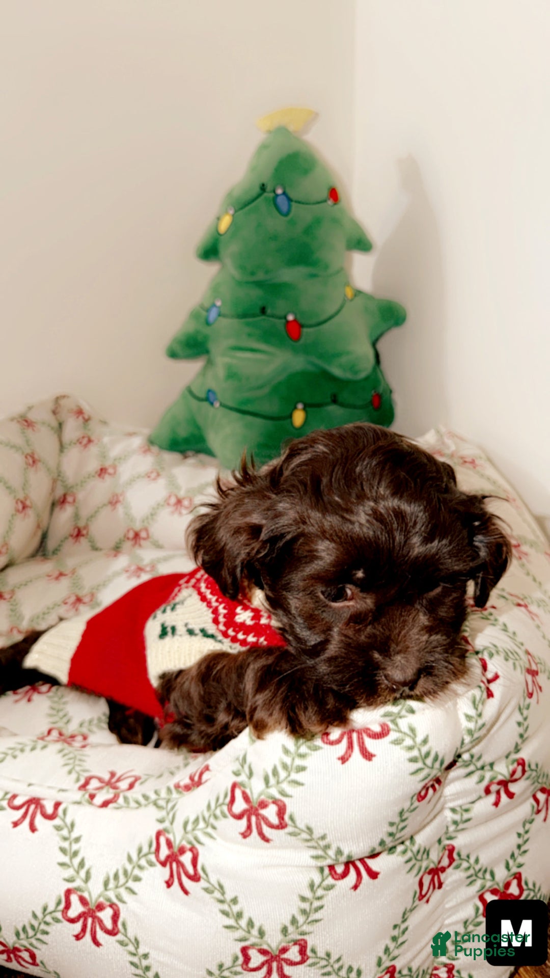 Shihpoo dogs for sale: Maverick  - Ad 1