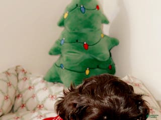 Shihpoo dogs Maverick - Ad 19