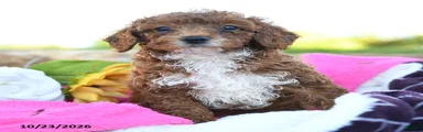 Mochi