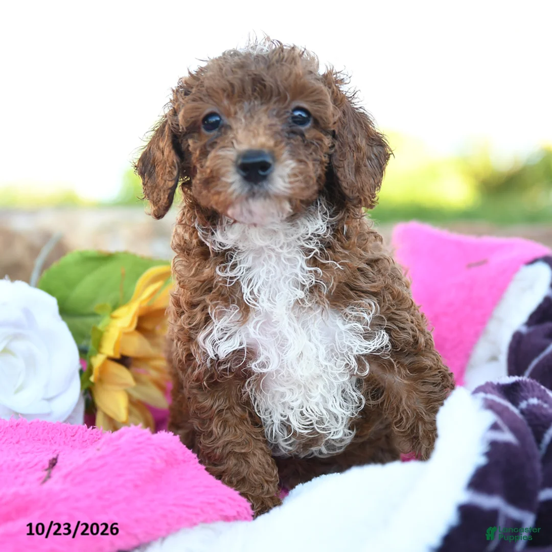 Miniature Poodle dogs for sale: Mochi - Ad 1