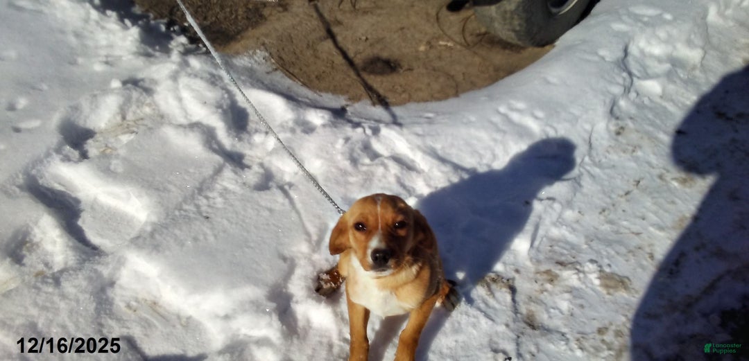 Mixed Breed dogs for sale:  Sheila - Ad 3