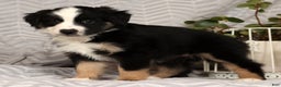 Miniature Australian Shepherd dogs for sale: Jane - Ad 2