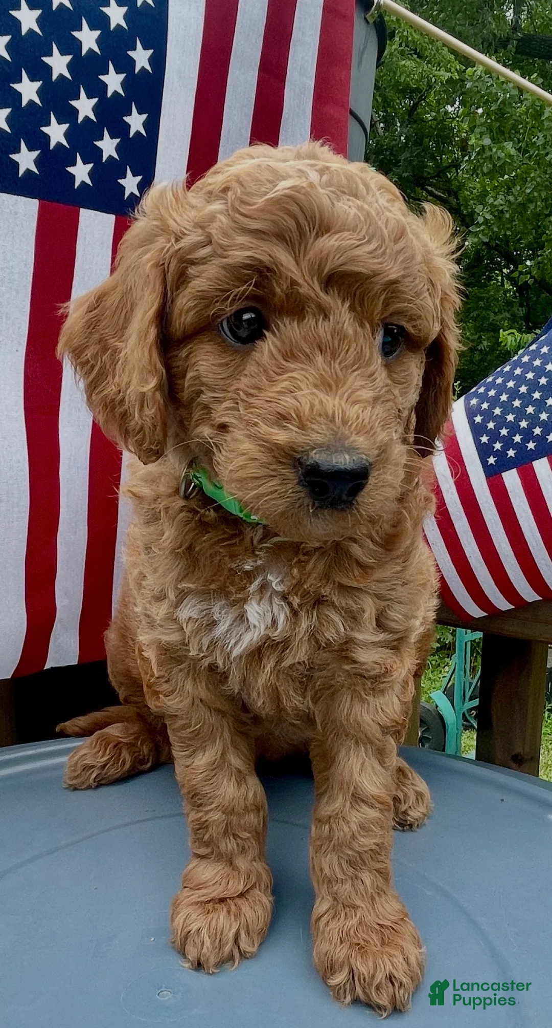 Mini Goldendoodle dogs for sale: Mini -Medium Goldendoodle  - Ad 3