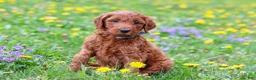 Goldendoodle dogs for sale: Calvin F1b - Ad 5