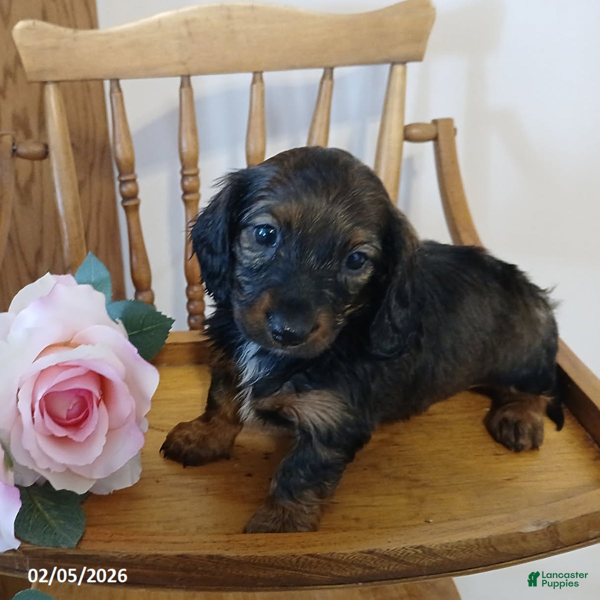 Miniature Dachshund dogs Truffles - Ad 35