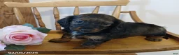 Miniature Dachshund dogs for sale: Truffles - Ad 1