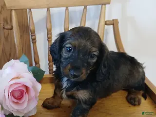 Miniature Dachshund dogs Truffles - Ad 35