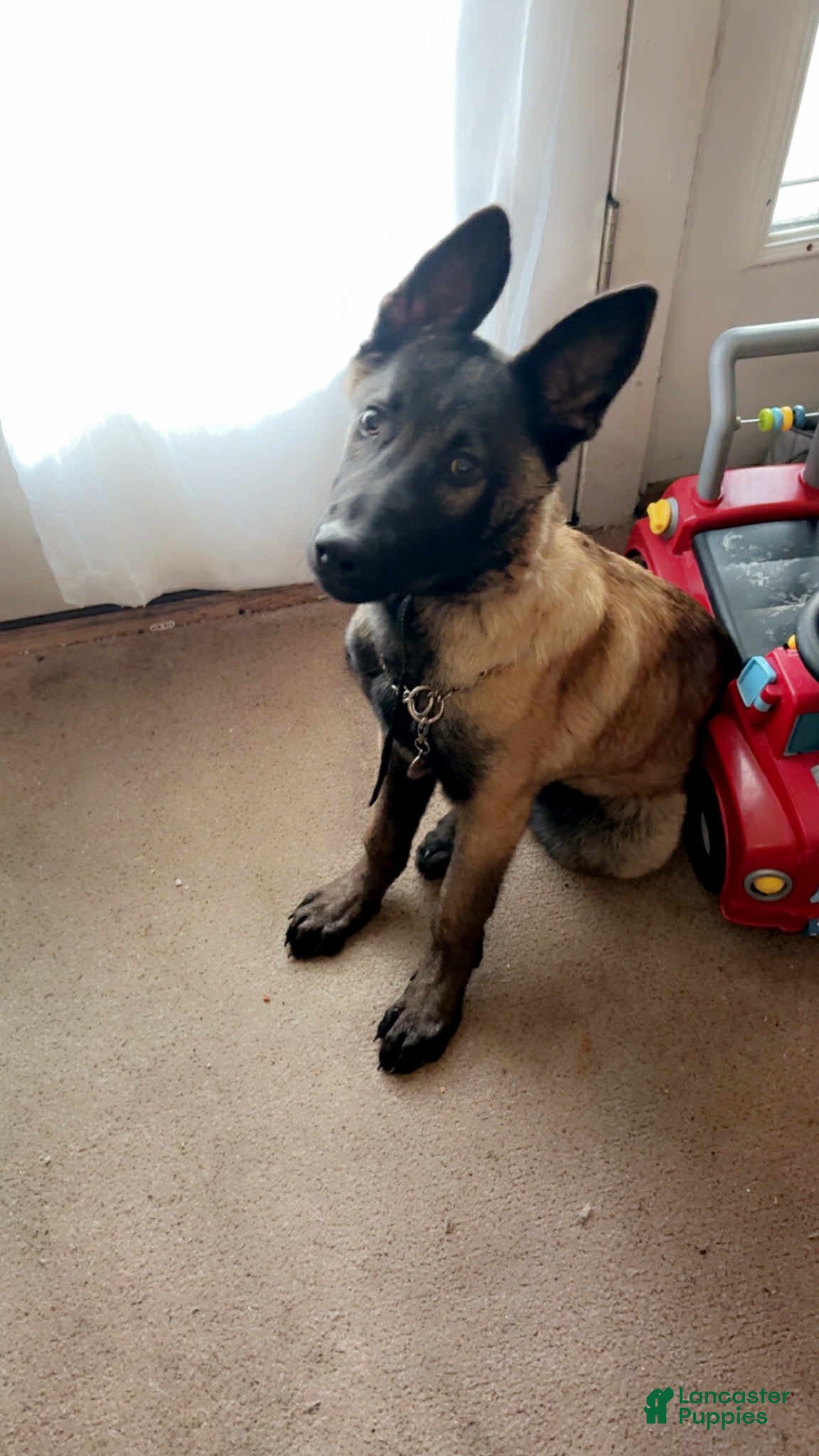 Belgian Malinois dogs Belgian Malinois Puppy 1 - Ad 18