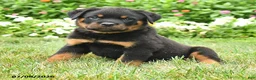 Rottweiler dogs for sale: Kato - Ad 4